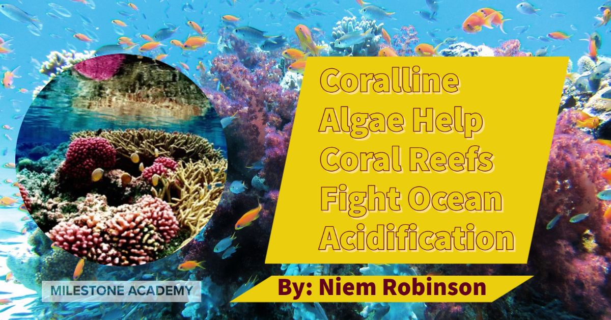 CORALLINE ALGAE HELP CORAL REEFS FIGHT OCEAN ACIDIFICATION (1)