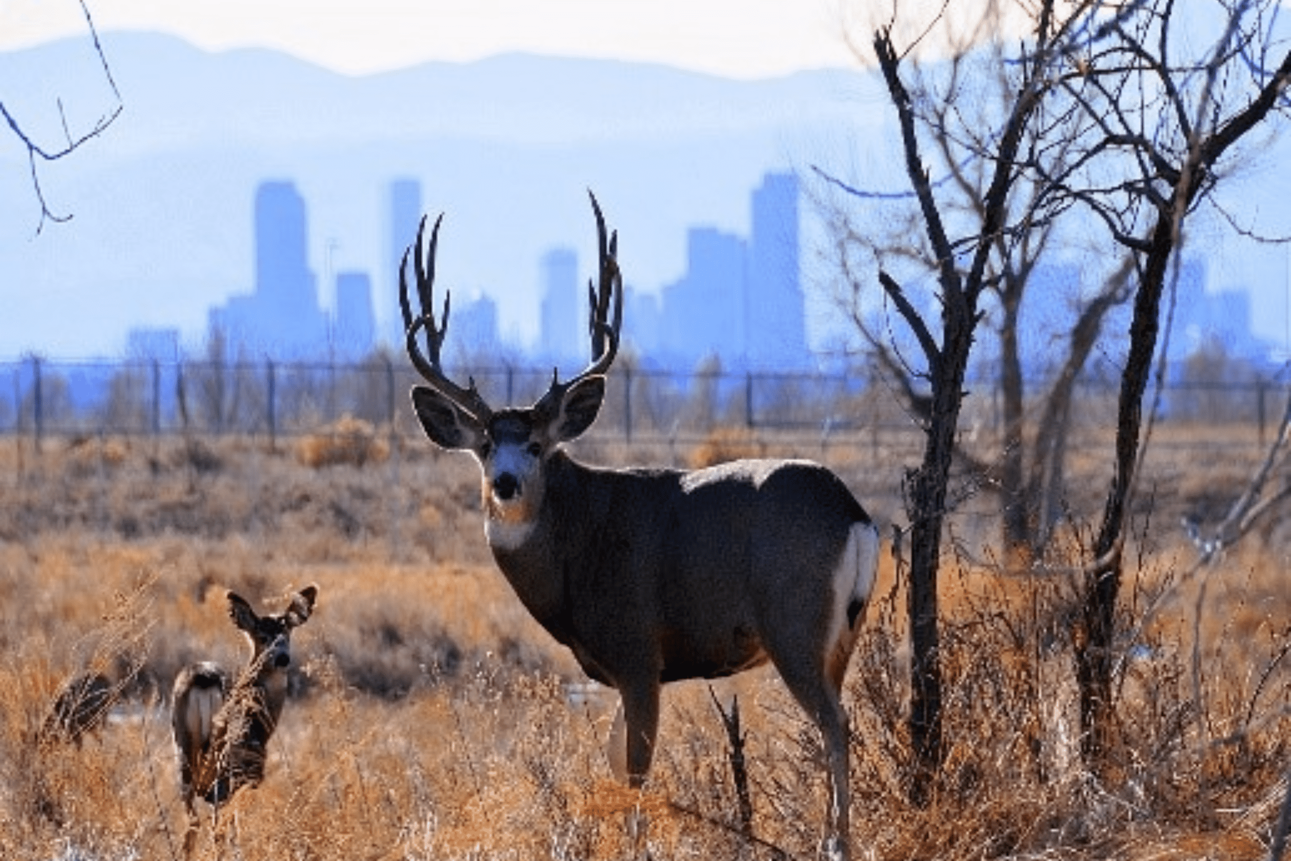 Deer Hunt in Philadelphia